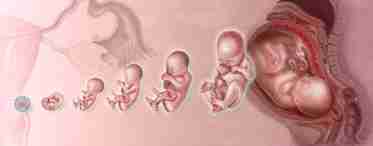Будущим мамам: развитие эмбриона по неделям