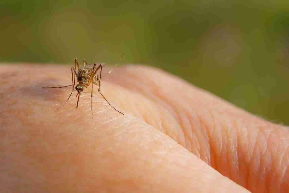 Вопрос: почему укус комара чешется?