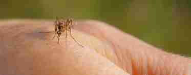 Вопрос: почему укус комара чешется?