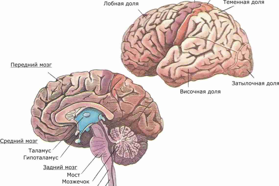 Строение головного мозга человека. Что под черепом?