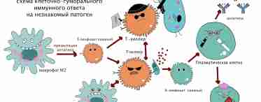 Разбираемся, что такое иммунитет и иммунная система