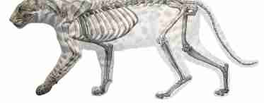 Какое строение имеет скелет кошки?