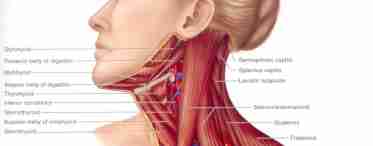 Грудино-ключично-сосцевидная мышца: основная роль в теле человека