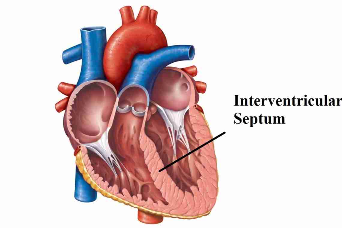 Какая кровь в левом желудочке сердца. Сердце человека анатомия без подписей.
