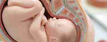 Плацента - это главный орган для мамы и малыша!