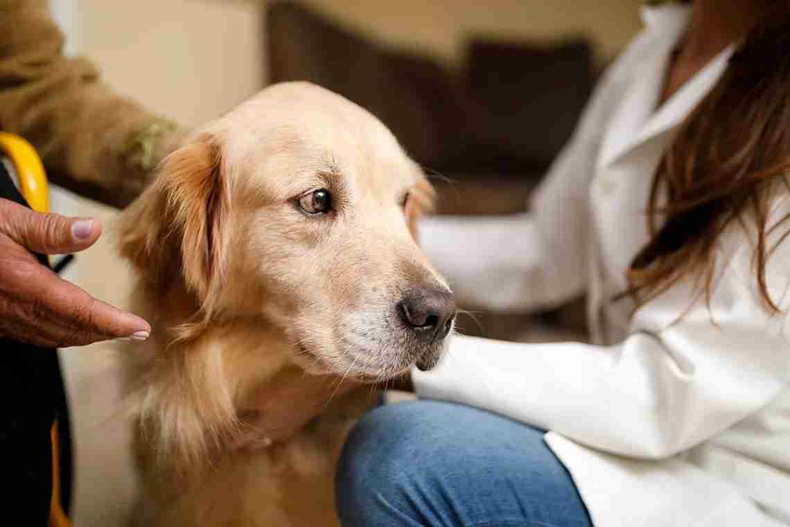 Анималотерапия: кому поможет общение с животными?