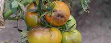 Фитофтора на помидорах в теплице, как бороться - самые лучшие методы и средства