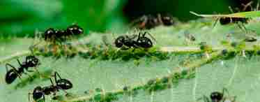 Народные средства от муравьев в огороде - способы, которые действительно помогают