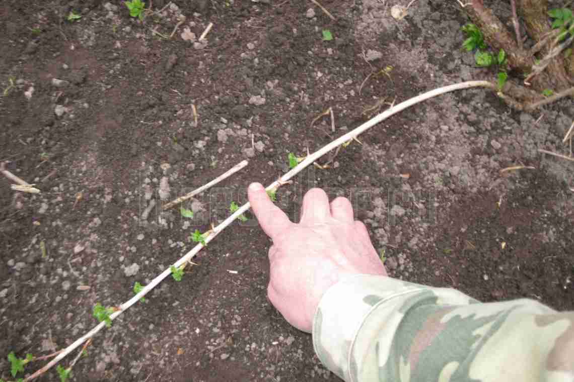 Как размножить крыжовник - лучшие способы известные садоводам