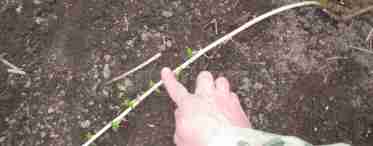 Как размножить крыжовник - лучшие способы известные садоводам