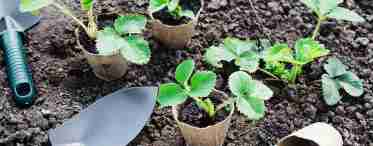 Рассада клубники - выращивание и высадка в открытом грунте