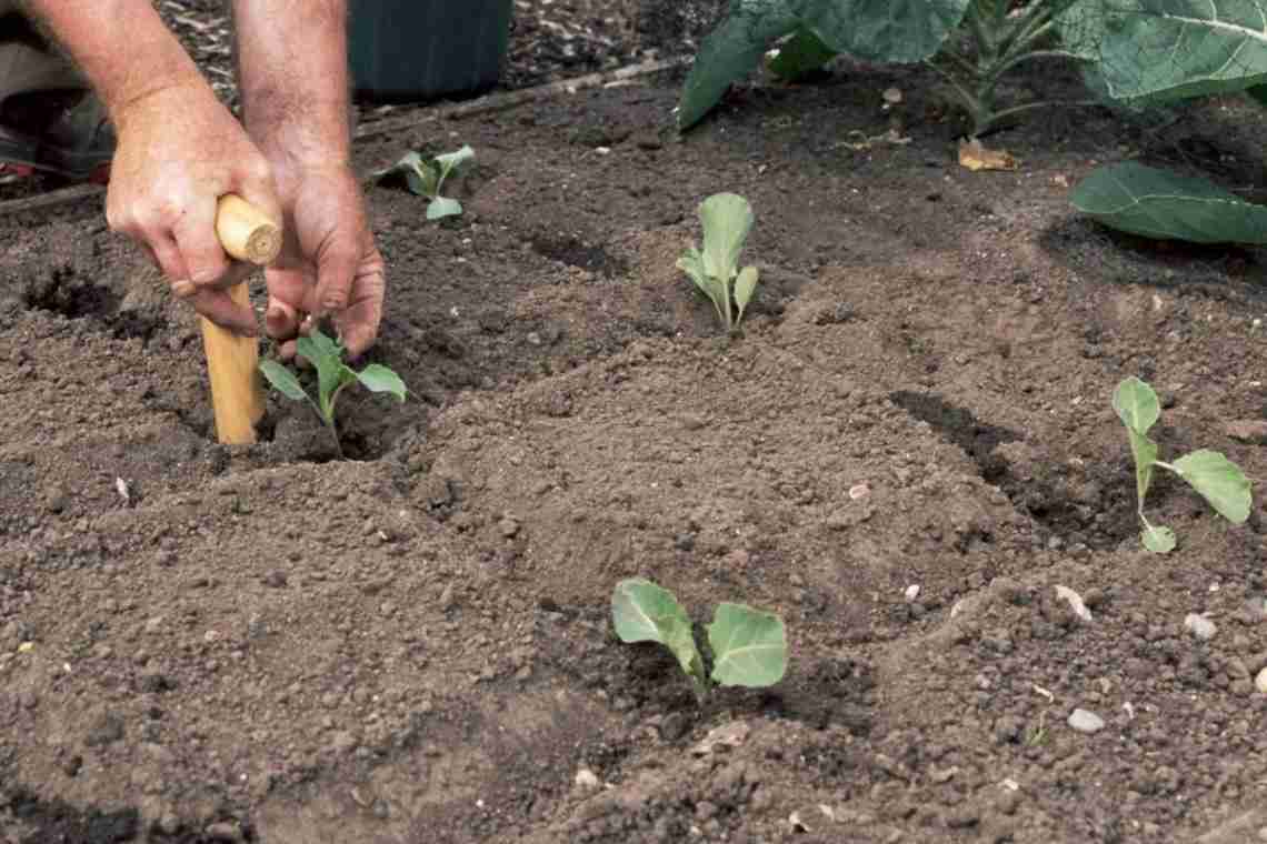 Высадка рассады капусты в открытый грунт - важные нюансы выращивания для новичков