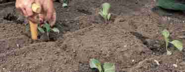 Высадка рассады капусты в открытый грунт - важные нюансы выращивания для новичков