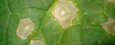 Желтые пятна на листьях огурцов