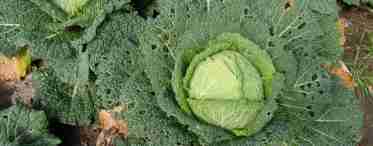 Как защитить капусту от вредителей без химии?