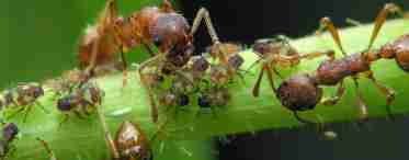 Средства борьбы с муравьями на садовом участке