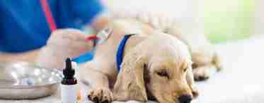 Панкреатит у собак – симптомы и лечение