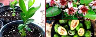 Фрукт фейхоа - выращивание экзотического растения в домашних условиях