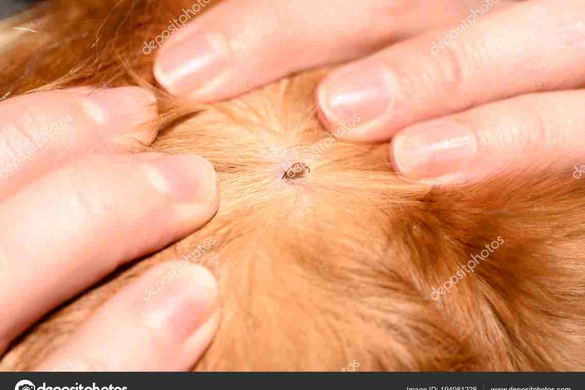 Симптомы у собаки после укуса клеща