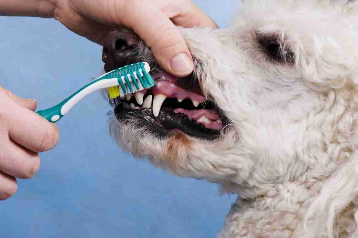 Как чистить зубы собаке?