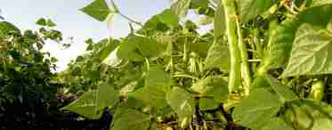 Спаржевая фасоль – выращивание и уход