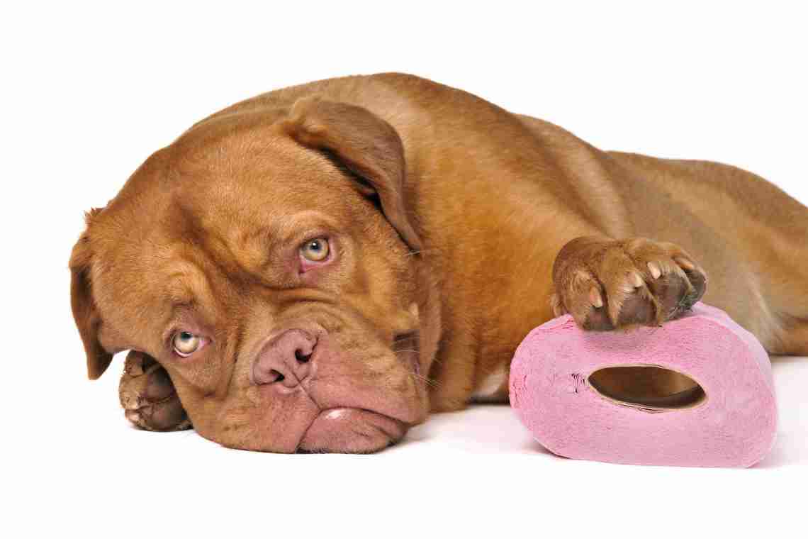 Понос у собаки - лечение в домашних условиях