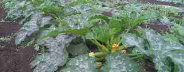 Выращивание кабачков в открытом грунте