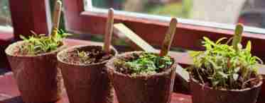 Капуста кольраби - выращивание из семян