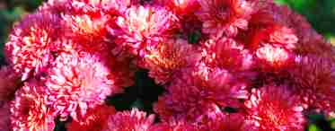 Многолетняя садовая хризантема