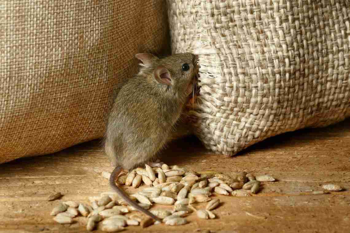 Как избавиться от крыс в частном доме?