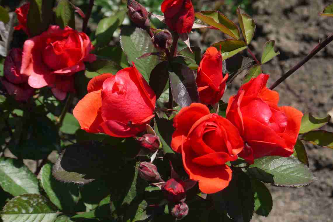 Какие розы самые неприхотливые и зимостойкие?