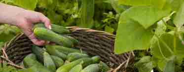 Выращивание огурцов - как получить хороший урожай?