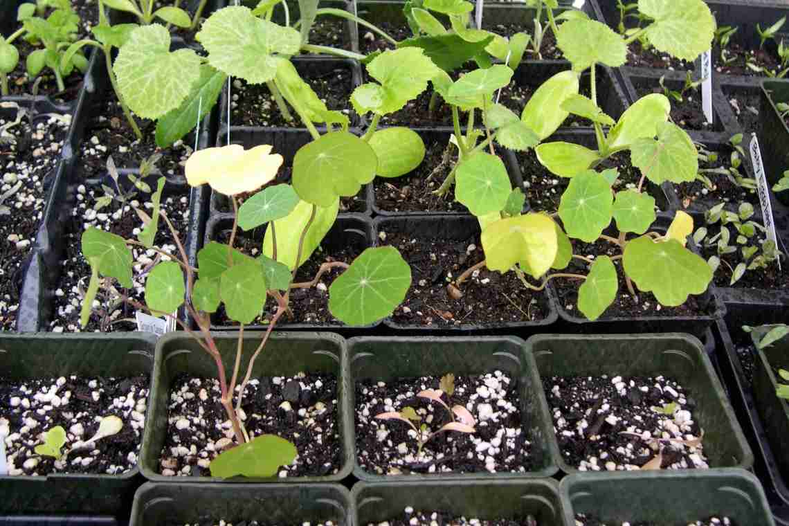 Настурция - выращивание из семян, когда сажать - полезные советы новичкам