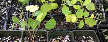 Настурция - выращивание из семян, когда сажать - полезные советы новичкам