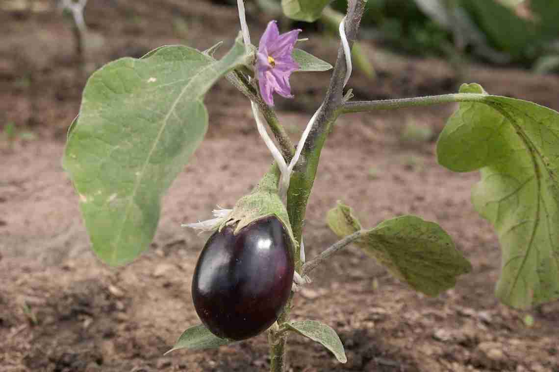 Баклажаны - выращивание в открытом грунте