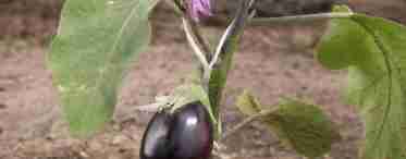 Баклажаны - выращивание в открытом грунте