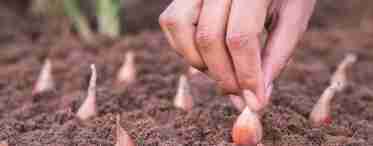 Подготовка почвы для посадки чеснока под зиму