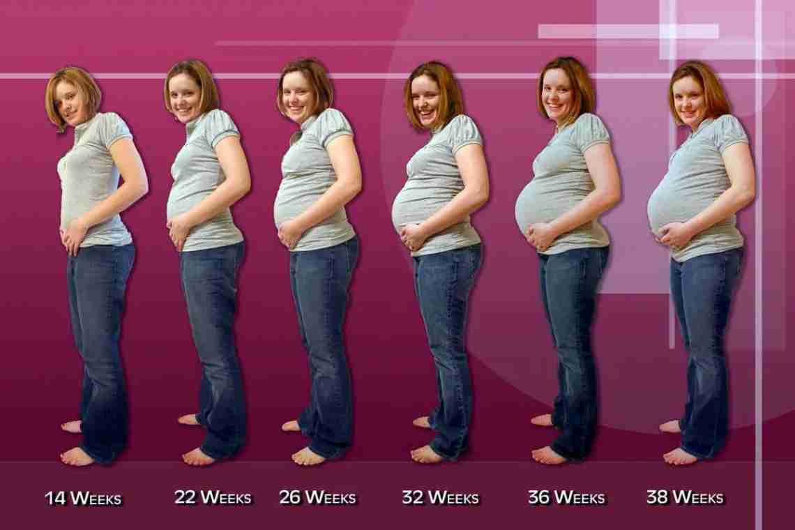На каком месяце становится виден живот при беременности