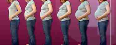 На каком месяце становится виден живот при беременности