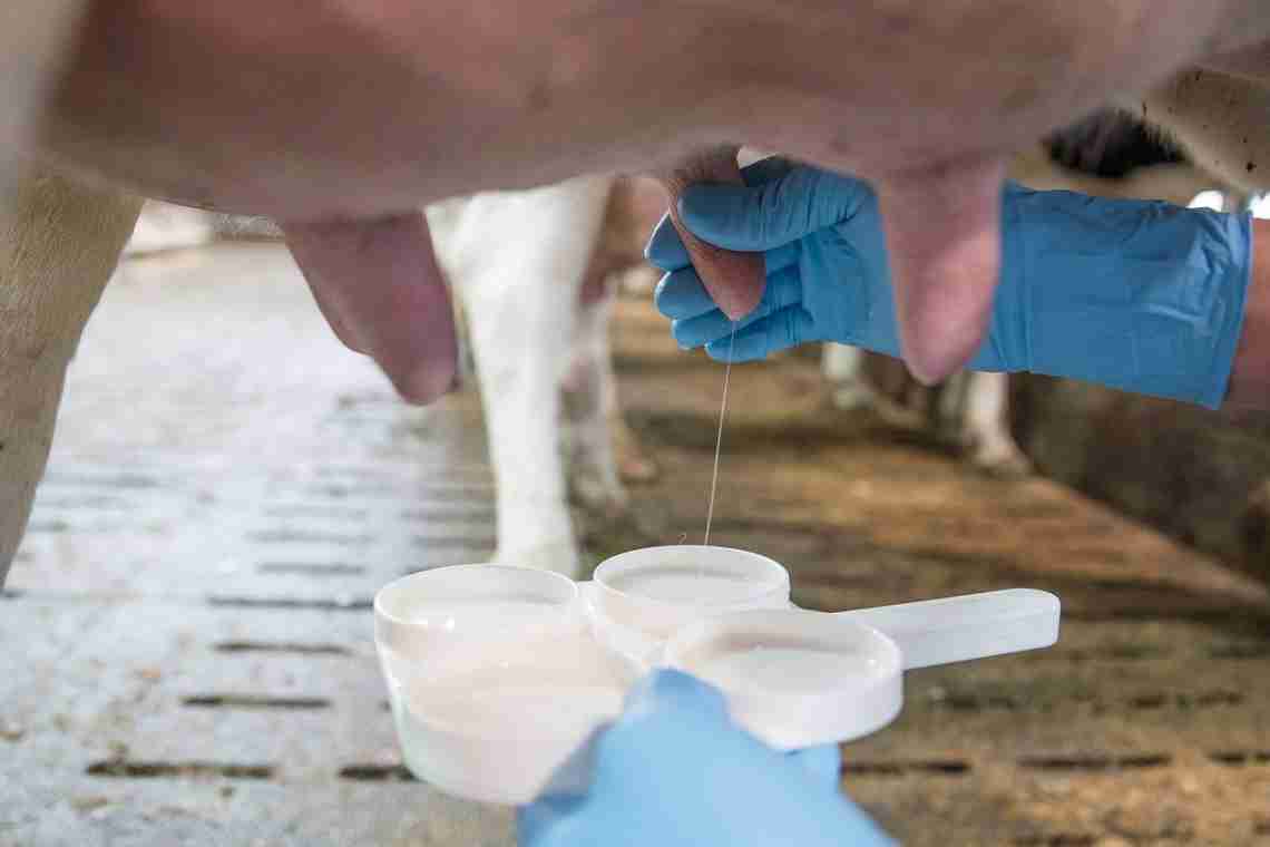 Как повысить качество молока