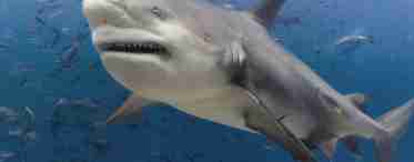 Самая опасная акула в мире: топ 10