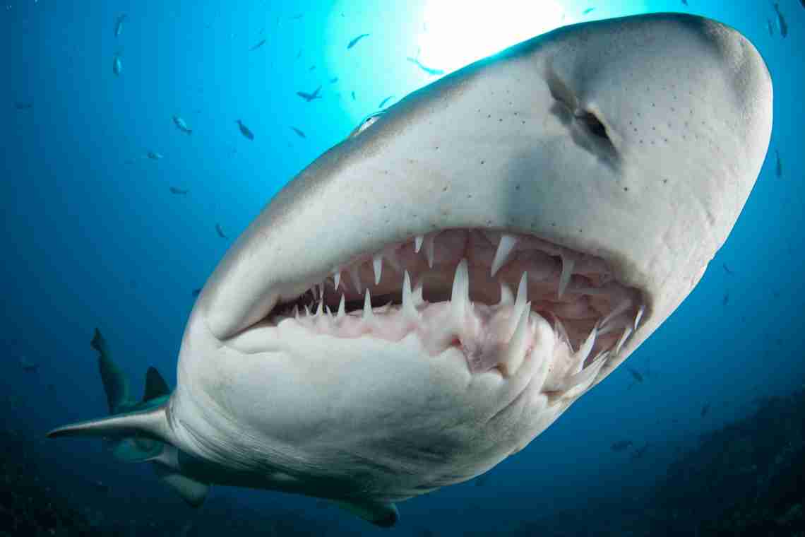 Сколько зубов у акулы? Особенности строения челюсти хищницы