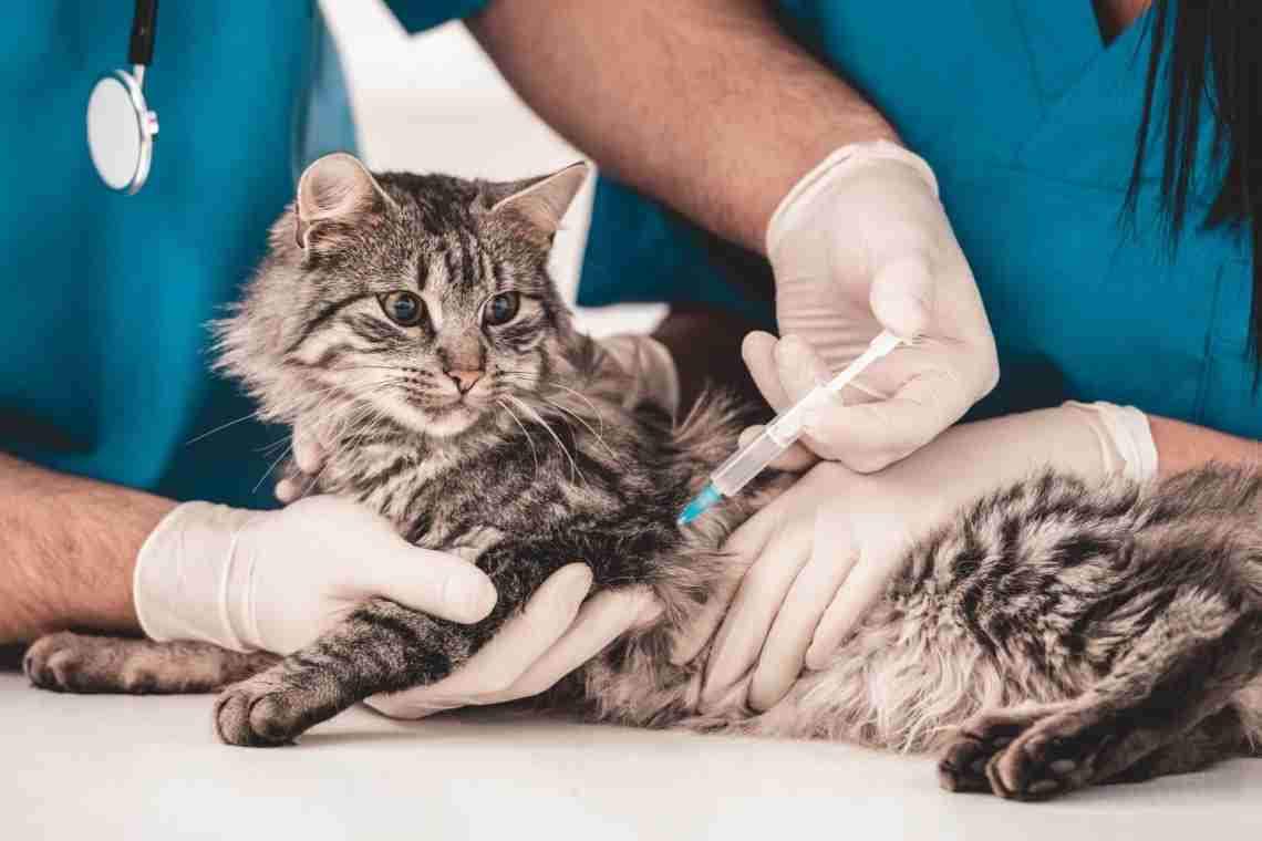 Как проводится лечение лишаев у кошек? Что для этого применяют?