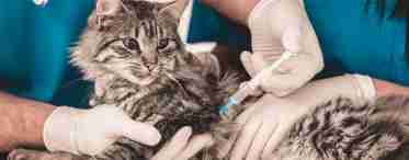 Как проводится лечение лишаев у кошек? Что для этого применяют?