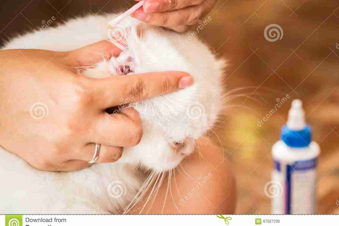 Как чистить уши коту?