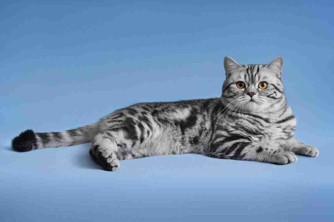 Шотландская прямоухая кошка - описание породы