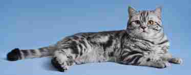 Шотландская прямоухая кошка - описание породы