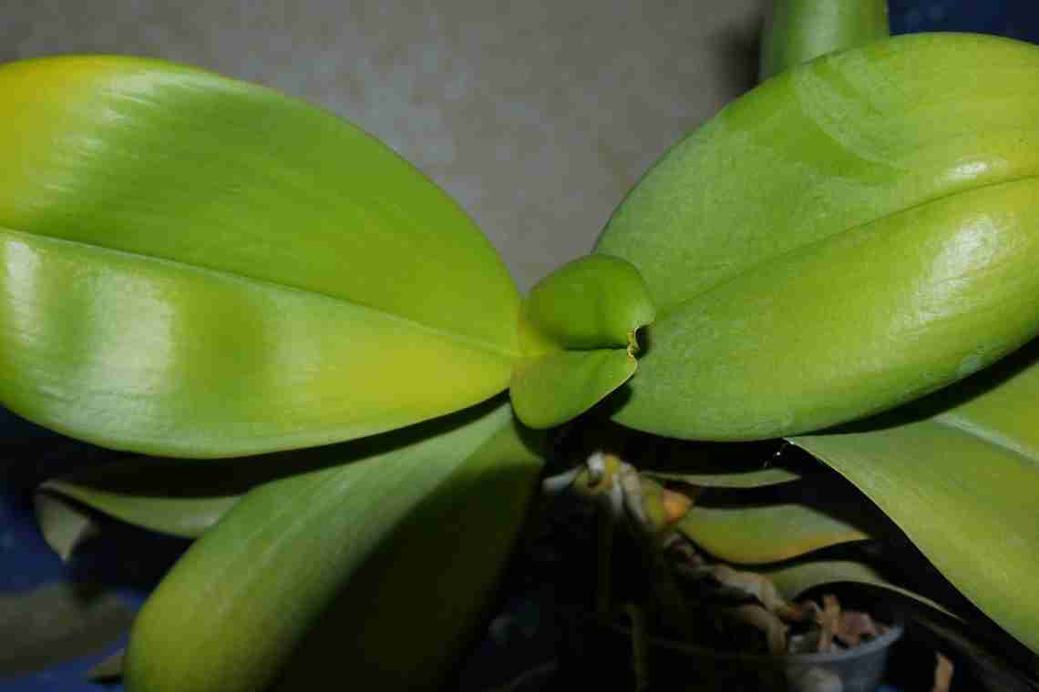 Почему у орхидеи желтеют листья?