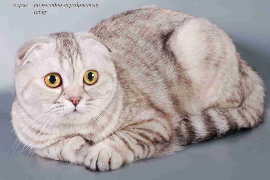 Шотландская кошка — описание породы