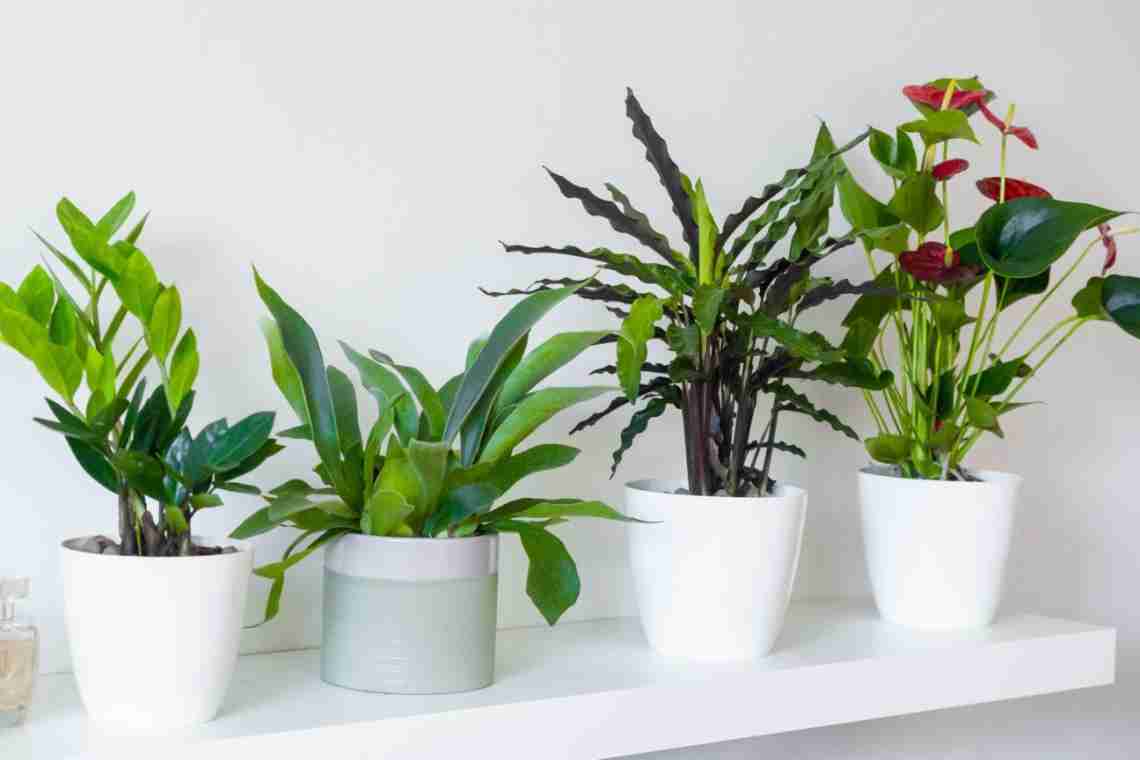 Тенелюбивые комнатные растения